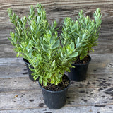 Autumn Joy Stonecrop