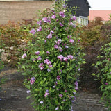 Purple Pillar® Rose of Sharon