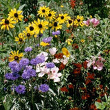 Seeds - Sow True Seed