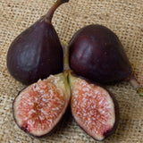Violette de Bordeaux Potted Fig Tree