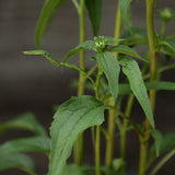 PowWow® Wild Berry Echinacea, Coneflower