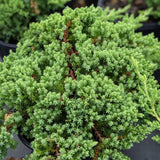 Japanese Garden Juniper