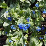 Sea Heart Siberian Bugloss