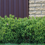 NewGen™ Freedom® Boxwood