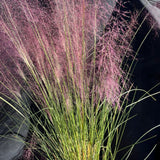 Pink Muhly Grass