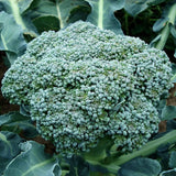 Seeds - Sow True Seed