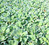Water Plants Bundle - 2 Medium Water Hyacinth (Eichhornia crassipes) & 2 Water Lettuce (Pistia stratiotes) for Ponds and Tanks