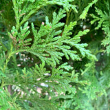 Green Giant Arborvitae