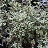 Ivory Halo® Red Twig Dogwood