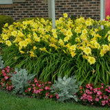 Rainbow Rhythm® Going Bananas Daylily
