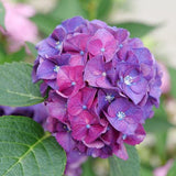 Wee Bit Grumpy® Hydrangea