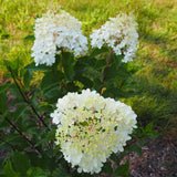 First Editions® Vanilla Strawberry™ Hydrangea
