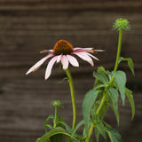 PowWow® Wild Berry Echinacea, Coneflower