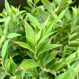 Dwarf Nikko Deutzia