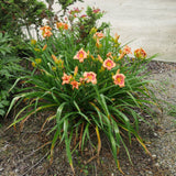 Strawberry Candy Daylily