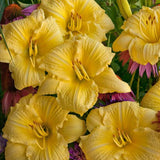 Rainbow Rhythm® Going Bananas Daylily