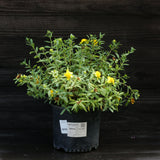 Sunburst St. John's Wort