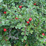 Cranberry Cotoneaster
