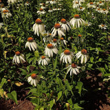 White Swan Echinacea, Coneflower