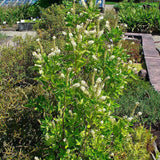 Summersweet, Sweet Pepperbush