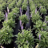 May Night Wood Sage
