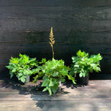 Visions Chinese Astilbe, False Goat's Beard