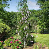 Blue Moon Wisteria