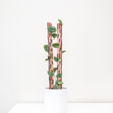 Zella - Wooden Extendable Plant Support