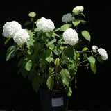 Mophead Hydrangea, Annabelle Hydrangea