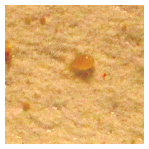 Amblyseius andersoni - 25,000 - 200 mini sachets w/hooks - PFP020201-005