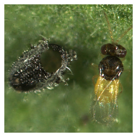 Encarsia formosa, Whitefly Parasite, 1000