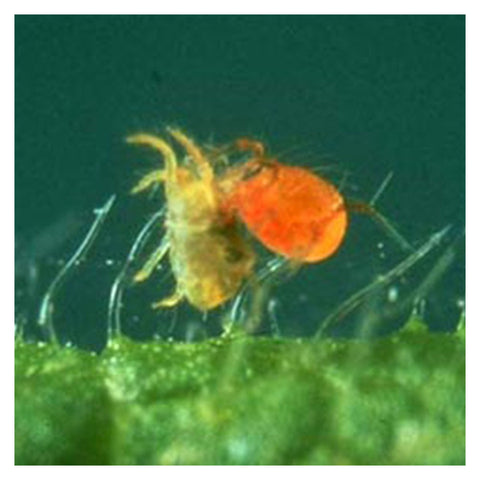 Mite Predator, Phytoseiulus persimilis - 6000