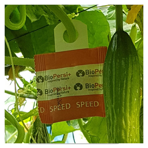 Mite Predator, Phytoseiulus persimilis PLUS RAPID - 10,000 - 100 sachets of 100 mites/sachet w/hooks