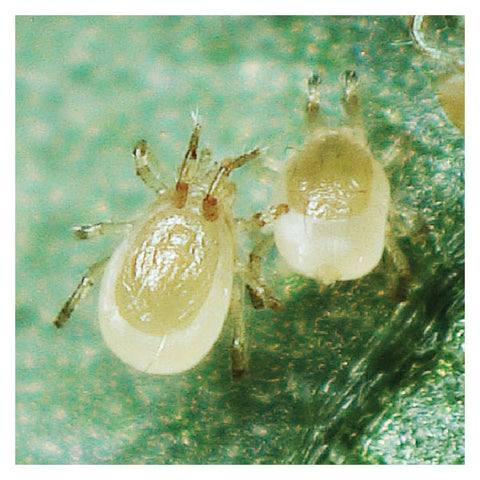 Mite Predator, Phytoseiulus persimilis PLUS - 4000 (2 X 2000)