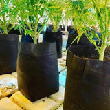 GroEzy - 2 Gallon Expandable Pot