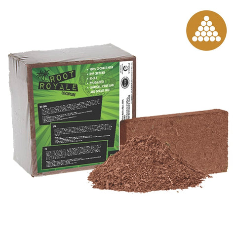 Root Royale Coco Brick RHP Certified