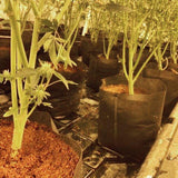 GroEzy 3 Gallon Expandable Pot