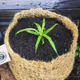 CoirNet - 30 Gallon coir pot