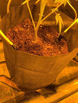 GroEzy 1.5 Gallon Expandable Coco Pot
