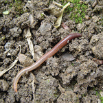 Orcon EARTHWORMS Pre-Paid Certificate (½ cup, 150-300 Worms in various life stages) - Case of 5