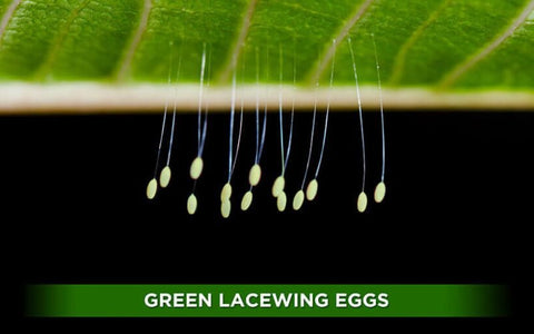 Orcon GREEN LACEWING Pre-Paid Certificate (1,000 Eggs)