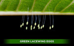 Orcon GREEN LACEWING Pre-Paid Certificate (1,000 Eggs) - Case of 5