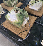 GroMat - 8"x8"x1" coco grow mat