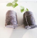 Pure Rooters - 30MM Coco Plugs/Pellets