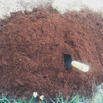 Pure Coco Buffered Coco Coir compressed 11lbs naked block