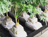 GroEzy - 12" Mini Slab Coco Grow block