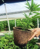 Coco GroPot 2 Gallon