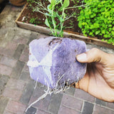 GroEzy 3" Coco Grow Cubes