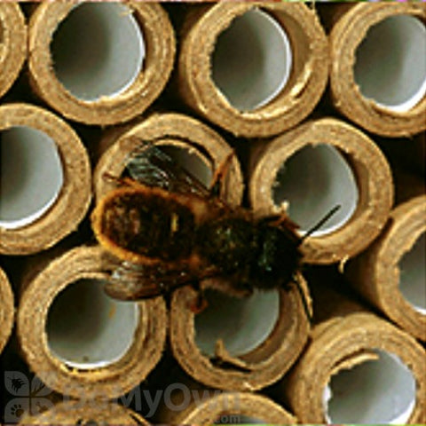 Orcon REPLACEMENT TUBES (Contains 35 Tubes for the Bee Nest)