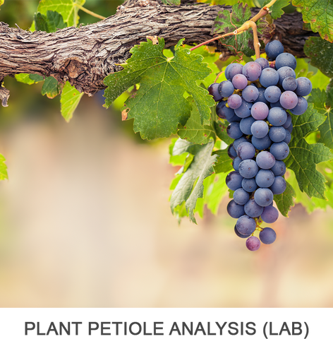 Plant Petiole Analysis (for grapes)